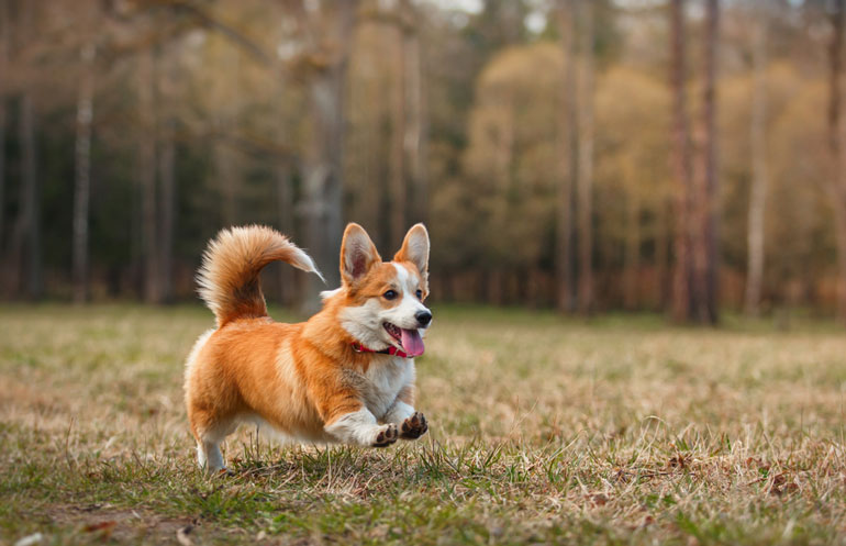 Le Corgi Le Chien Préféré De La Reine I Love English 2018